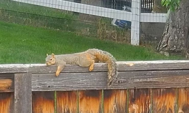 Таким образом белки пытаются охладиться.