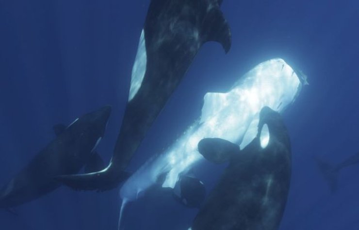 косатка, тигровая акула, косатка тигровая акула