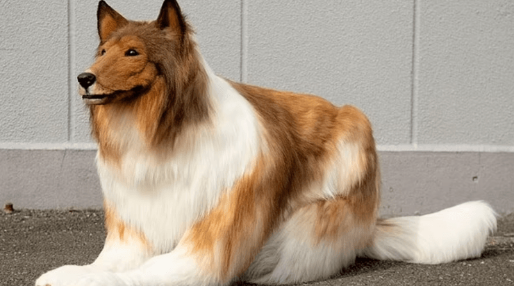 костюм собаки-колли