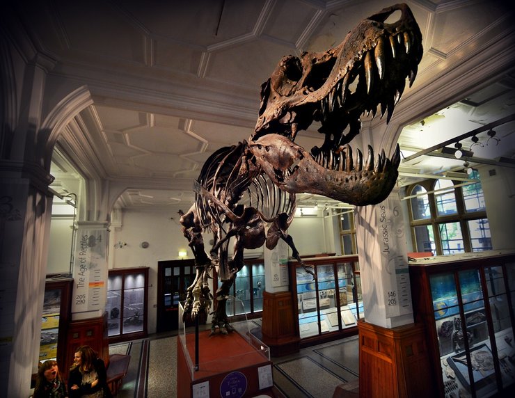 тираннозавр рекс