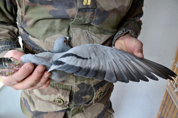 поштовий голуб, армія, голубина пошта