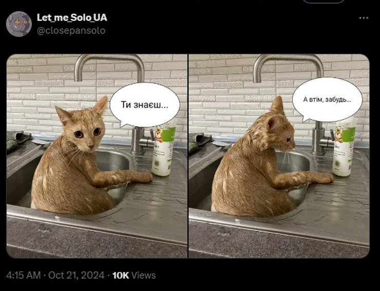 Рыжий кот, мем, фото