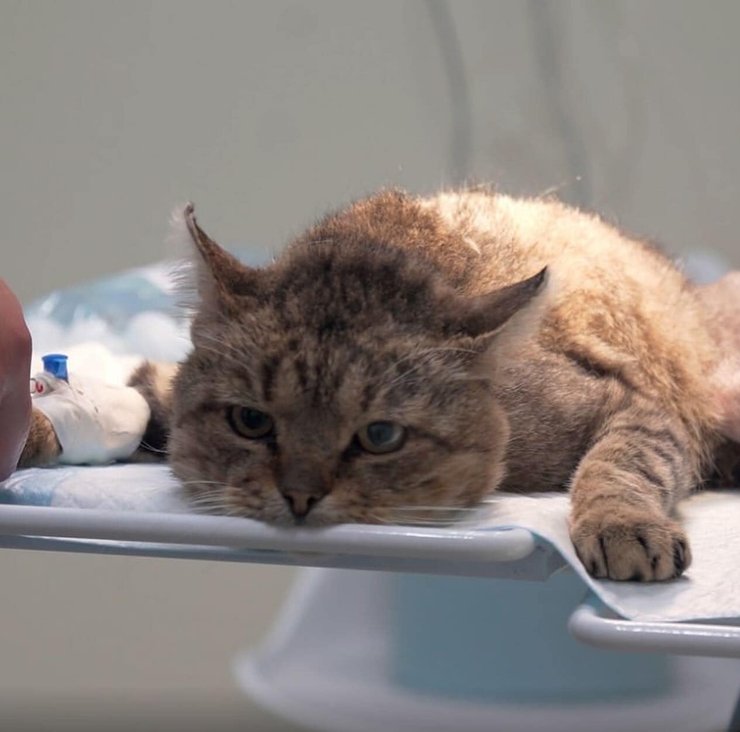 кот Жовтень, кот, коты, кошки, кот приют