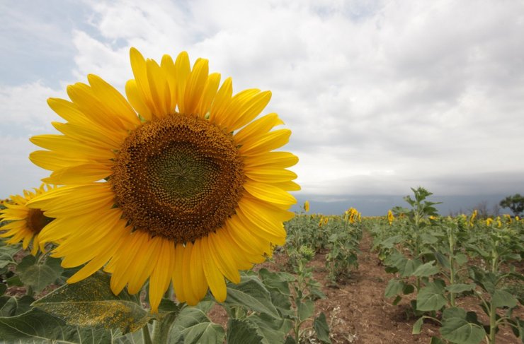 Сильна посуха, перебої з енергопостачанням, логістичні проблеми, різке подорожчання інпутів вплинули на ціни в Україні