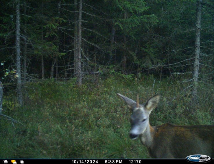 карпатский единорог, единорог в Карпатах, единорог во Львовской области, однорогая косуля, однорогий самец косули