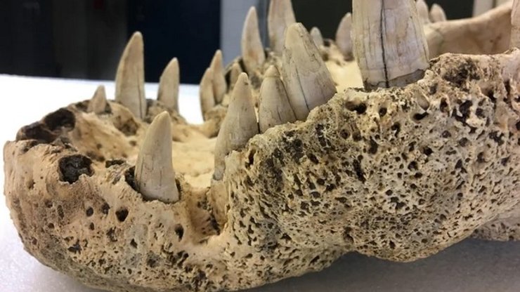 Рогатый крокодил, челюсть рогатого крокодила, древний крокодил