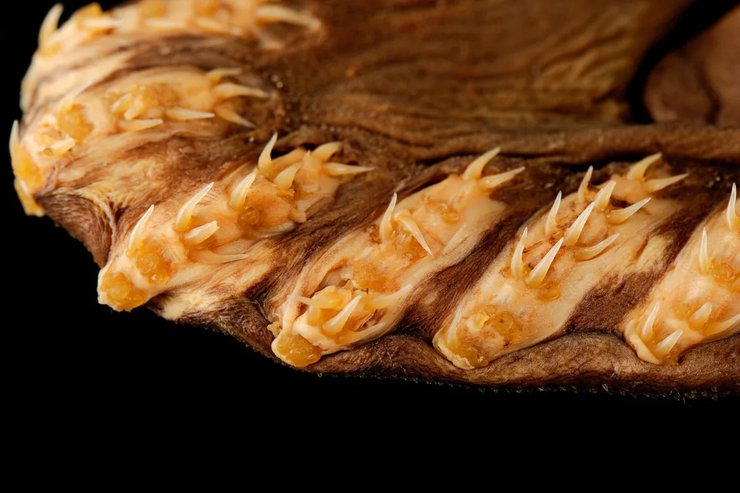 плащеносная акула зубы