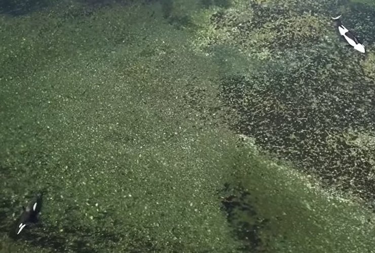 косатки лагуна смерть