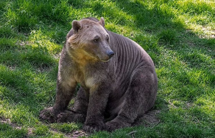 медведь блорар