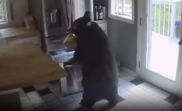 Медведь пробрался в дом, медведь украл лазанью, медведь ограбил холодильник, медведь украл еду, медведь открыл холодильник, черный медведь