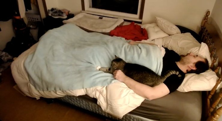 сон, бессоница, животные