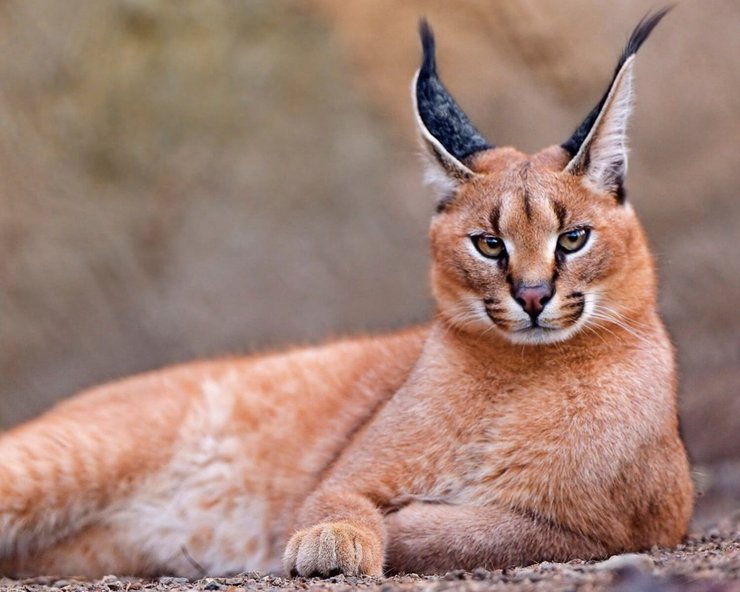 каракал, кошка, порода