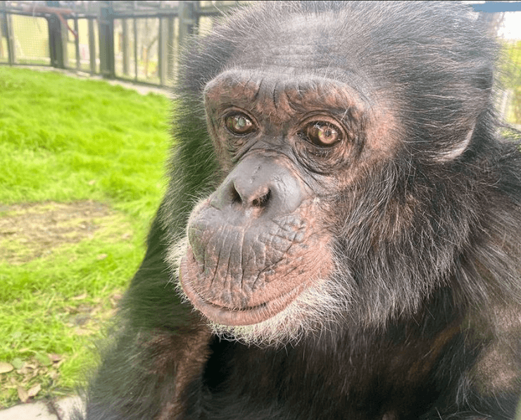 шимпанзе Бабблс, трава