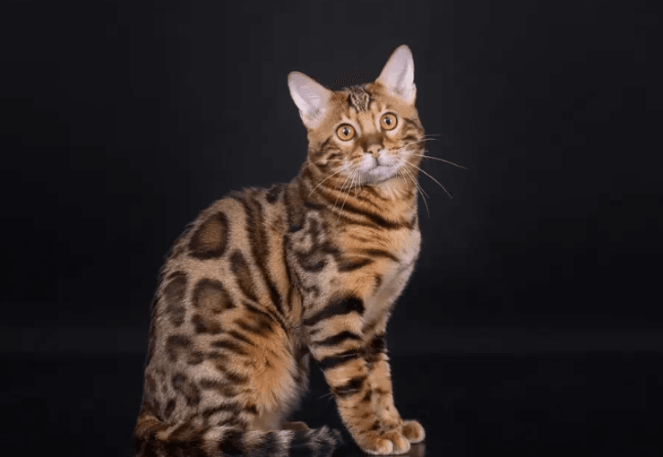 Бенгальская кошка