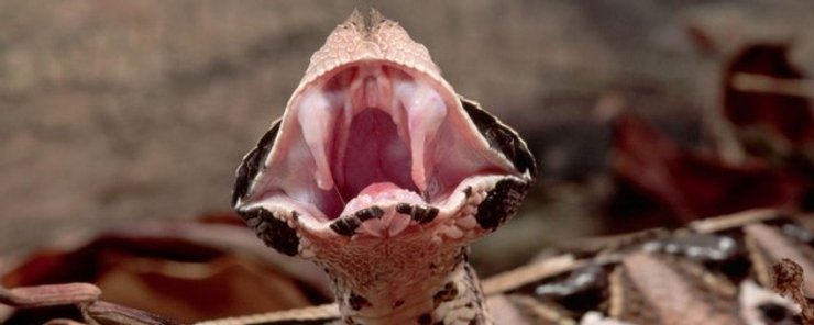 габонская гадюка, самые большие клыки, ядовитая змея