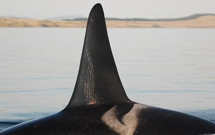 шрамы от зубов на теле косатки