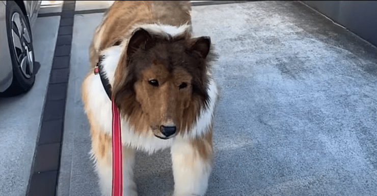 японец в костюме собаки