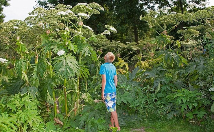 гигантский борщевик