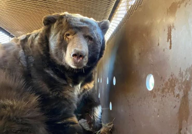 Чоловік після евакуації помітив, що в його будинку живе величезний 240-кілограмовий ведмідь, тварина, звір