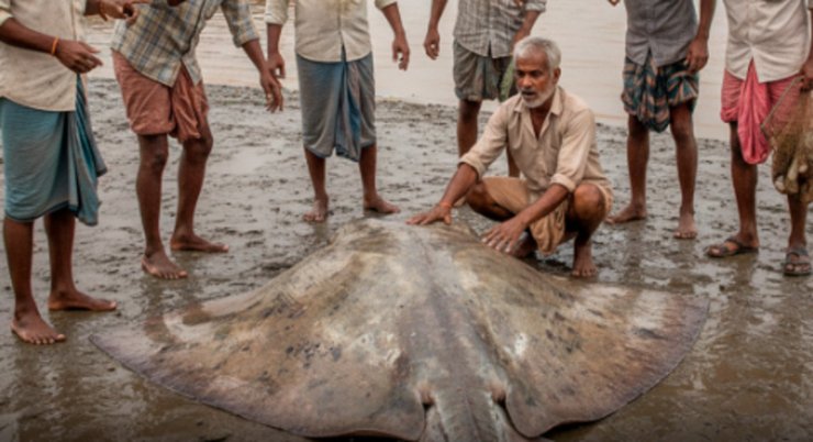 Величезний скат, що лежить на березі, оточений рибалками після упіймання в річці Деві