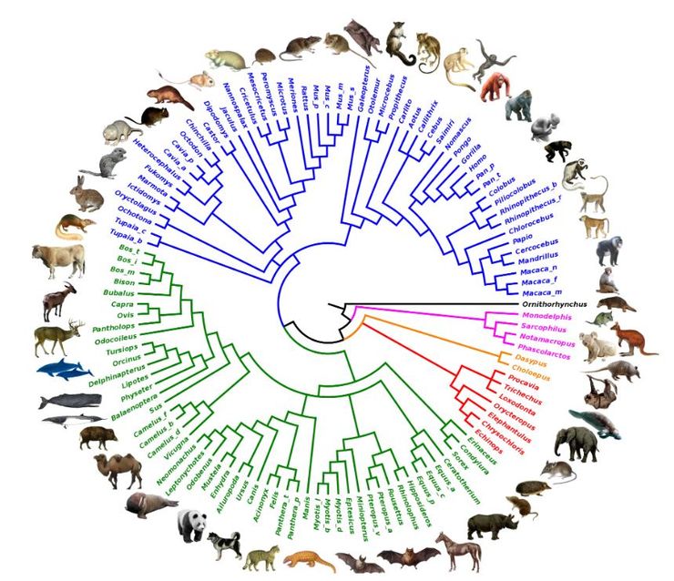 млекопитающие, млекопитающие эволюция