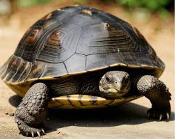 Черепаха