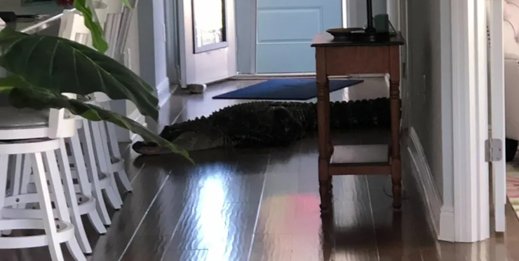 Крокодил залез в дом к жительнице США, звери в доме, курьезы, незваные гости, приколы, хищники, фото