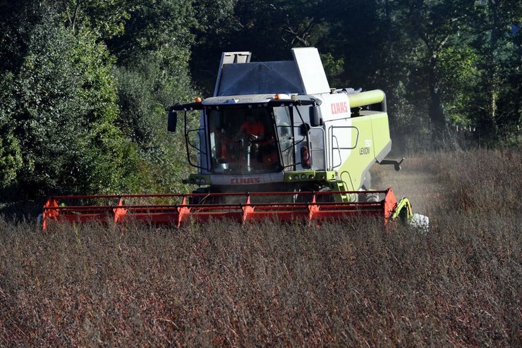 гречка, цена на гречку, подорожание гречки