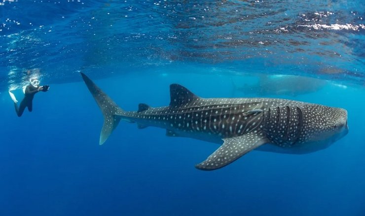 китовая акула