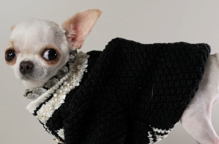 самая низкая собака на модной фотосессии