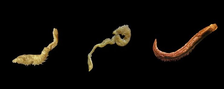 морские черви