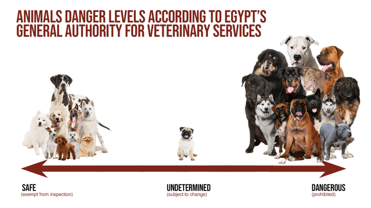 опасные породы собак Египет
