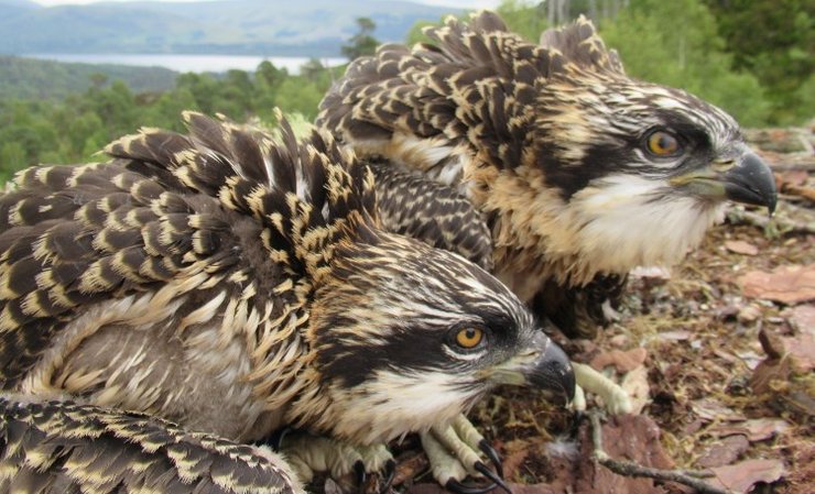 скопа хижий птах, скопа, шотландія, пташенята