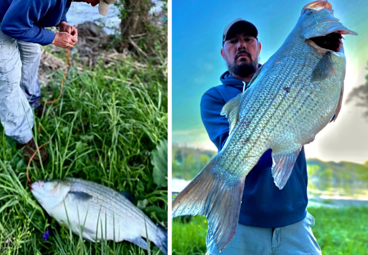 Рибак встановив новий рекорд штату, Кіт Снайдер, гібридний окунь, рибалка, фото, США, курйози