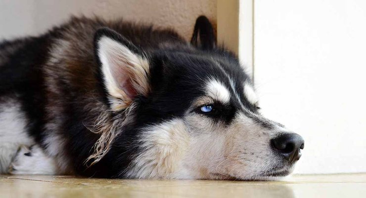 собака, підлога, фотографія