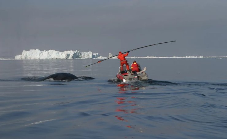 гренландський кит