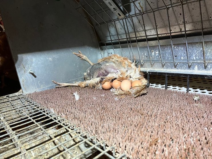 Реальність розведення курей-несучок на птахофабриці Woźniak у Великопольщі - фото: Оксана Осадчук, Олександр Аскірка