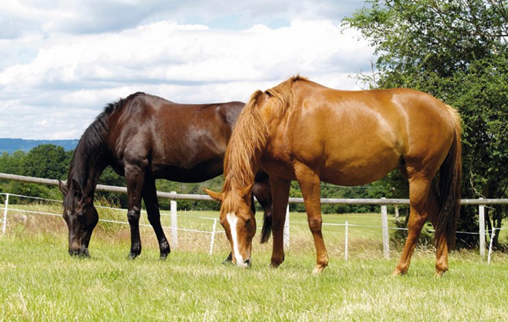 лошади, трава, небо, фото