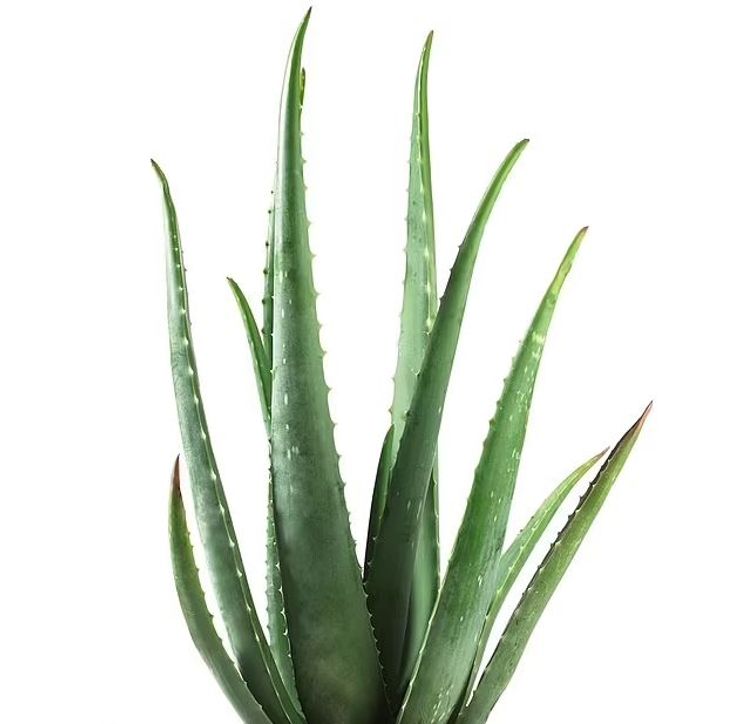 Алоэ Вера опасна для детей и животных.