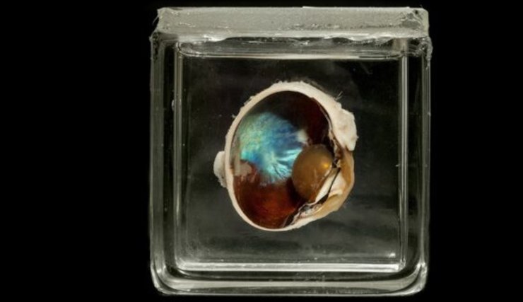 північне оленяче око