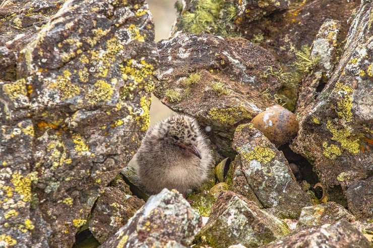 птенец, крачка, антарктида, гнездо