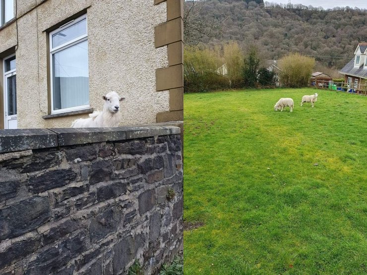 Овцы, стадо, двор, дома, лужайка