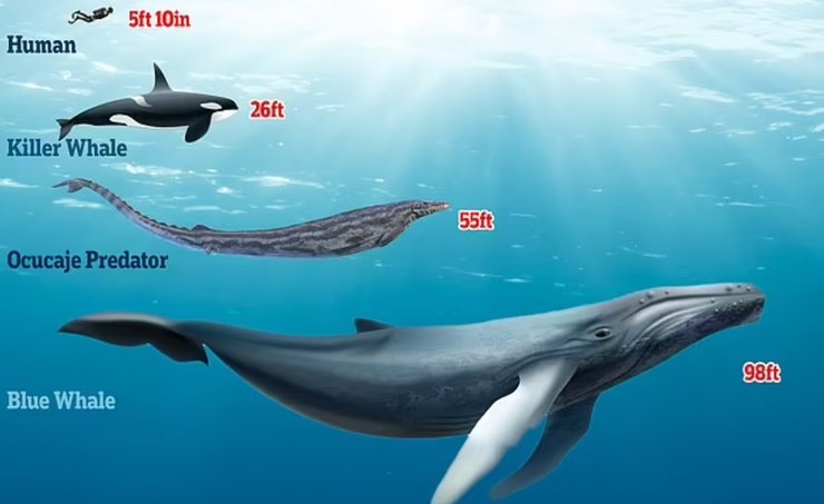 Сравнение размером человека и косатки (длина примерно 8 м), найденного базилозавра ( длина 17 м) и синего кита (длина примерно 30 м)