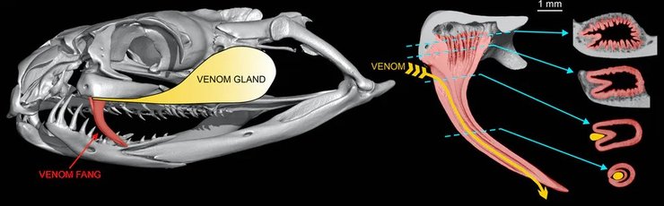 череп тайпана