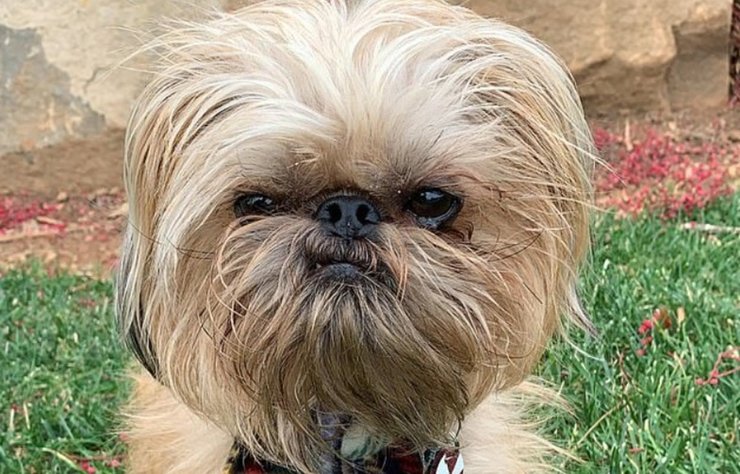 Французский бульдог, ласковая порода собак, ласковые собаки, порода собак, самые ласковые собаки, как выбрать ласковую собаку