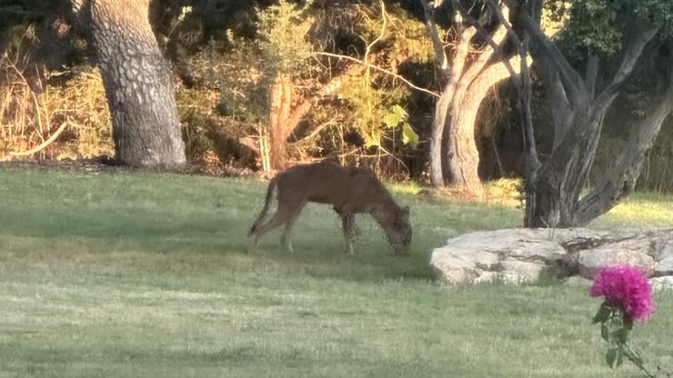 Необычное животное, загадочное животное, животное, таинственный зверь, койот, собака, увидела в саду,