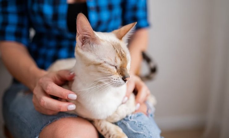 кошка