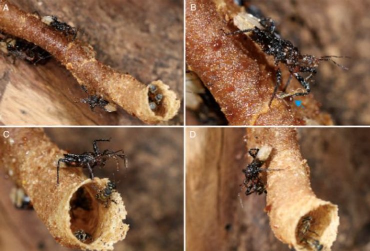 охота клоп улей