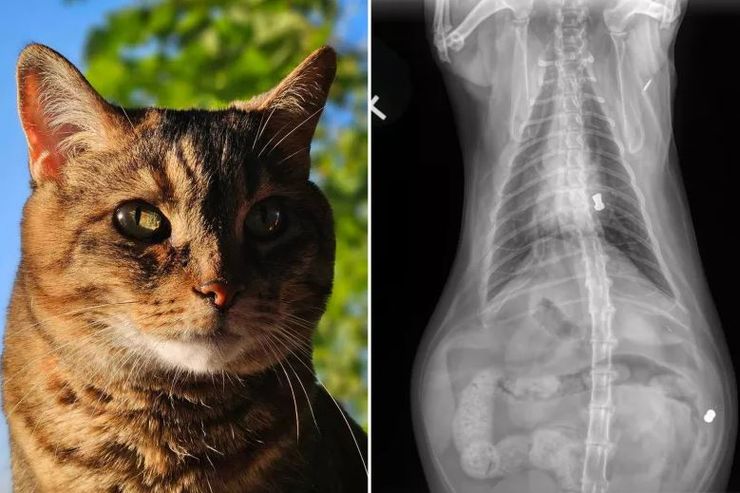 Рентген, жінка дізналась, що у тілі її кішки є дві кулі від вогнепальної зброї, знахідка, як це можливо