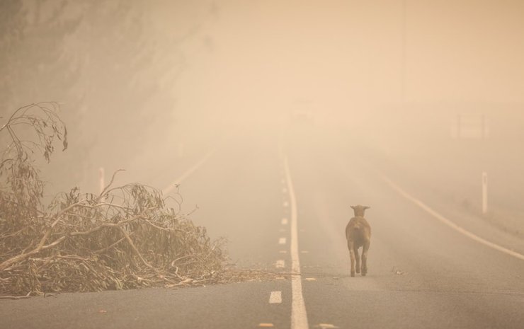 пожары в Австралии, животные в Австралии